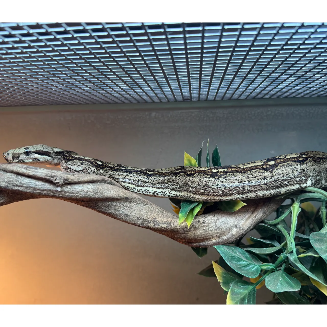 Kongeboa Arabesque poss Hypo 0,1 - Boa Constrictor